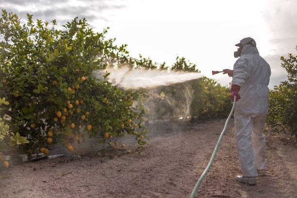 Trusted Harkers Island, NC Pest Control Experts