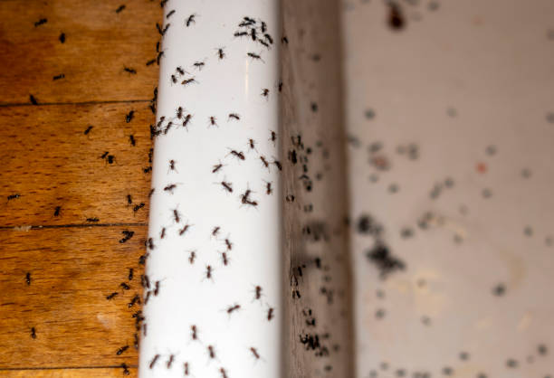 Best Pest Inspection Near Me  in Harkers Island, NC